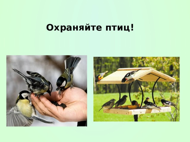 Охраняйте птиц!   