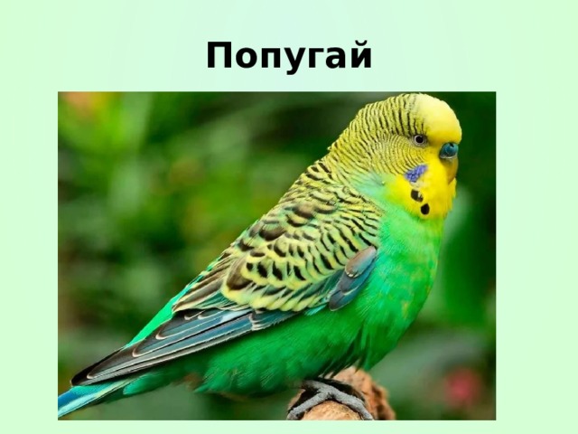 Попугай 