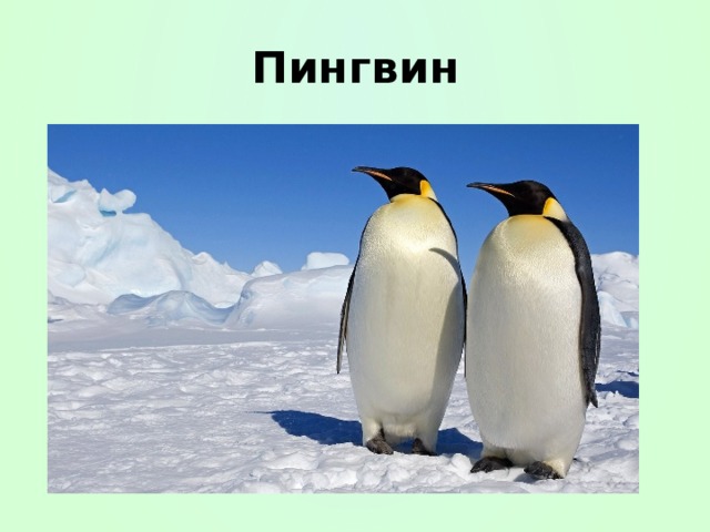 Пингвин 