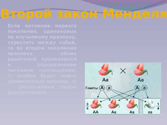 Презентация на тему законы менделя