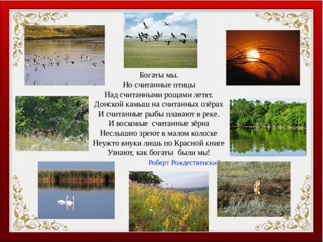 Богаты мы. Но считанные птицы Над считанными рощами летят. Донской камыш на считанных озёрах И считанные рыбы плавают в реке. И восковые считанные зёрна Неслышно зреют в малом колоске Неужто внуки лишь по Красной книге Узнают, как богаты были мы!  Роберт Рождественский 