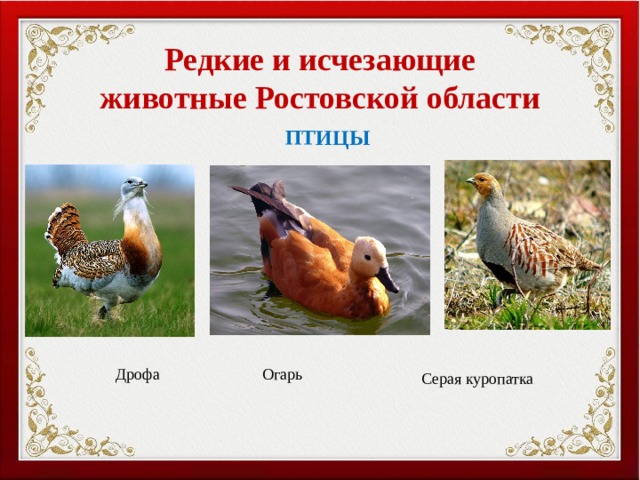 Редкие и исчезающие животные Ростовской области ПТИЦЫ Дрофа Огарь Серая куропатка 