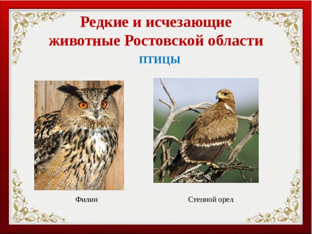 Редкие и исчезающие животные Ростовской области ПТИЦЫ Филин Степной орел 