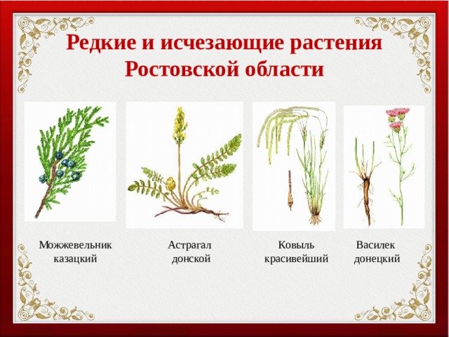Редкие и исчезающие растения Ростовской области Можжевельник казацкий Астрагал Василек Ковыль красивейший донской донецкий 