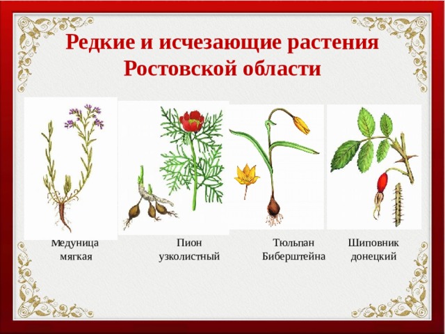 Редкие и исчезающие растения Ростовской области Медуница Пион Шиповник донецкий Тюльпан Биберштейна  мягкая узколистный 