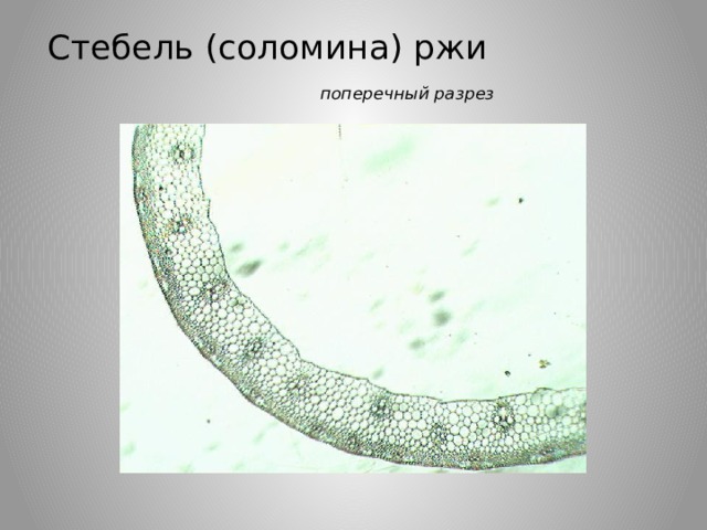 Стебель (соломина) ржи поперечный разрез 