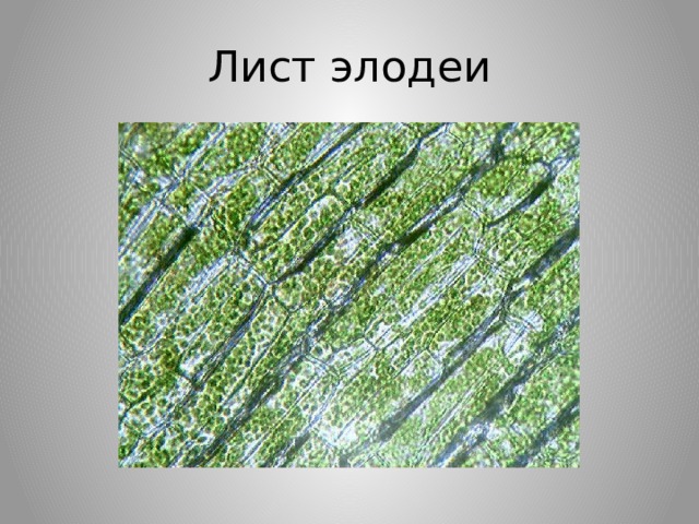 Особенности внутреннего строения элодеи. Лист элодеи. Элодея толщина покровной. Микроструктура листа элодеи. Листья элодеи параллельные.