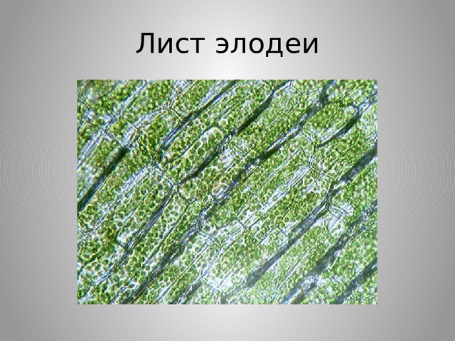 Инструкция по приготовлению препарата листа элодеи. Лист элодеи. Лист элодеи и перекись водорода. Микроструктура листа элодеи. Внутренне строение элодеи.