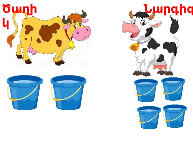 Ծաղիկ Նարգիզ 