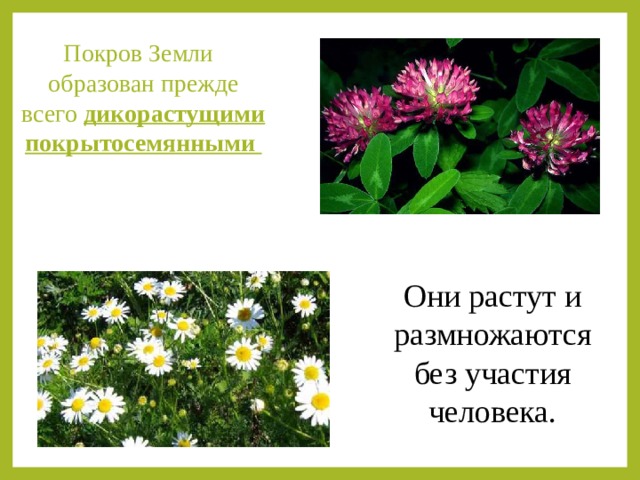 Покров Земли образован прежде всего дикорастущими покрытосемянными Они растут и размножаются без участия человека. 