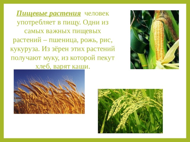 Пищевые растения человек употребляет в пищу. Одни из самых важных пищевых растений – пшеница, рожь, рис, кукуруза. Из зёрен этих растений получают муку, из которой пекут хлеб, варят каши. 