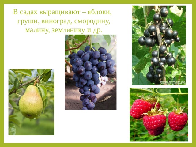 В садах выращивают – яблоки, груши, виноград, смородину, малину, землянику и др. 