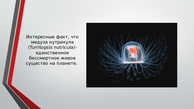 Интересные факт, что медуза нутрикула (Turritopsis nutricula)- единственное бессмертное живое существо на планете.     