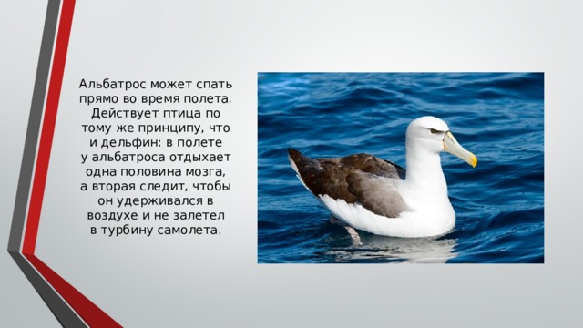 Альбатрос может спать прямо во время полета. Действует птица по тому же принципу, что и дельфин: в полете у альбатроса отдыхает одна половина мозга, а вторая следит, чтобы он удерживался в воздухе и не залетел в турбину самолета. 