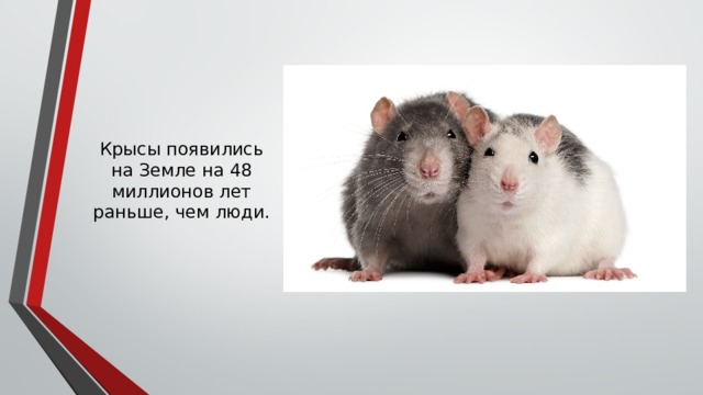 Крысы появились на Земле на 48 миллионов лет раньше, чем люди. 
