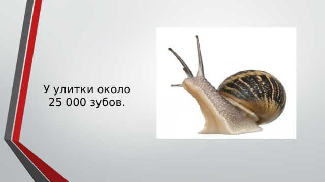 У улитки около 25 000 зубов. 
