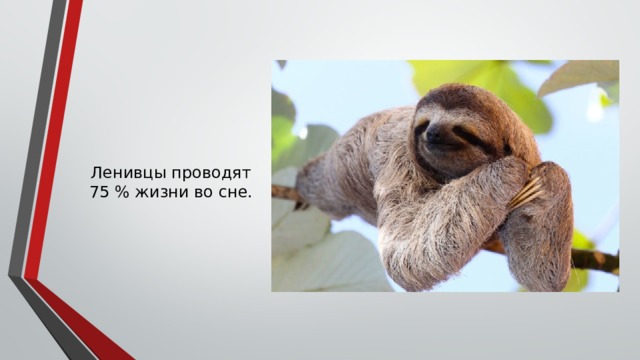 Ленивцы проводят 75 % жизни во сне. 