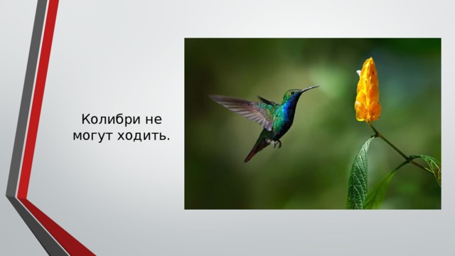Колибри не могут ходить. 