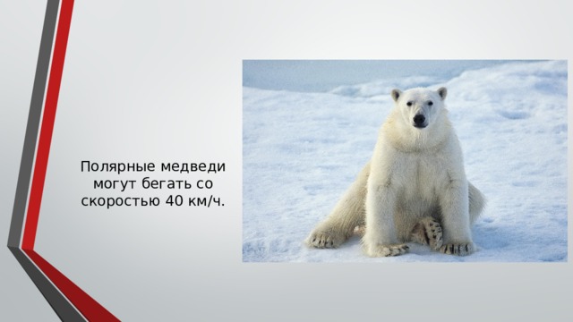 Полярные медведи могут бегать со скоростью 40 км/ч. 