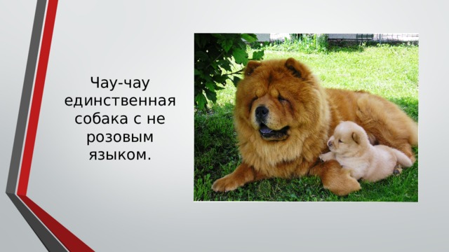 Чау-чау единственная собака с не розовым языком. 