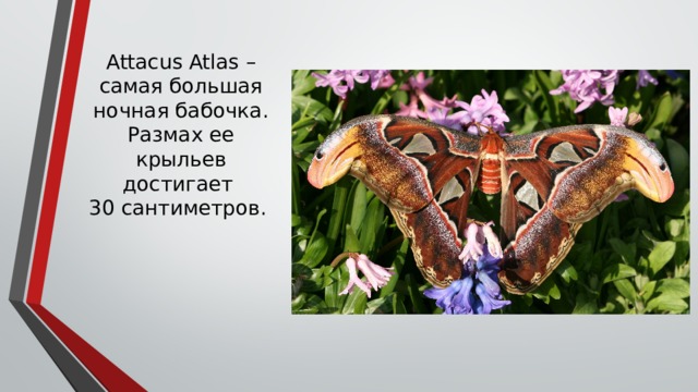 Attacus Atlas – самая большая ночная бабочка. Размах ее крыльев достигает  30 сантиметров.     