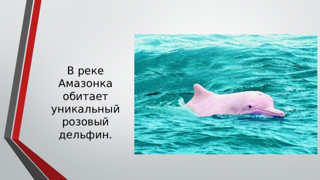 В реке Амазонка обитает уникальный розовый дельфин. 