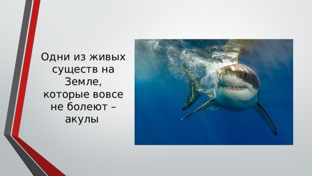 Одни из живых существ на Земле, которые вовсе не болеют – акулы     