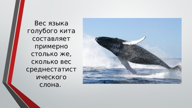 Вес языка голубого кита составляет примерно столько же, сколько вес среднестатистического слона.     