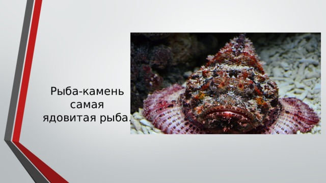 Рыба-камень самая ядовитая рыба. 