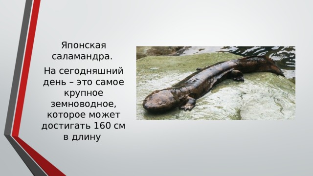 Японская саламандра. На сегодняшний день – это самое крупное земноводное, которое может достигать 160 см в длину     