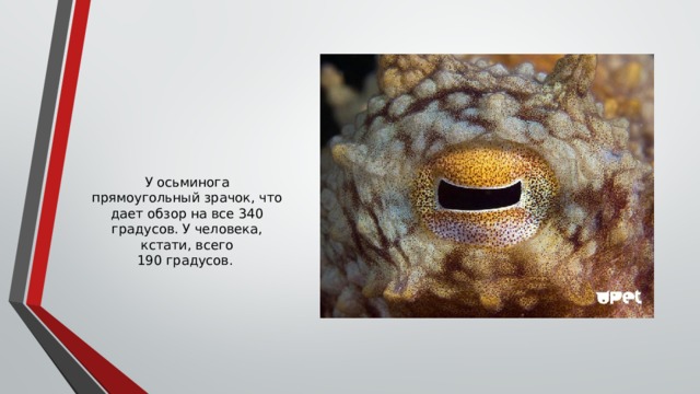 У осьминога прямоугольный зрачок, что дает обзор на все 340 градусов. У человека, кстати, всего 190 градусов.  