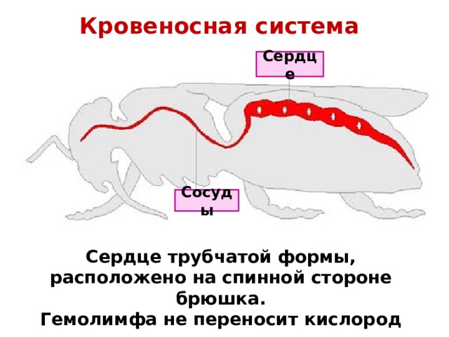 Кровеносная система Сердце Сосуды Сердце трубчатой формы, расположено на спинной стороне брюшка. Гемолимфа не переносит кислород 