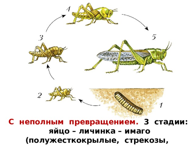 Какой тип развития у саранчи. Схема развития насекомых с неполным превращением. Цикл развития саранчи схема. Фазы развития прямокрылых. Развитие кузнечика с неполным превращением.
