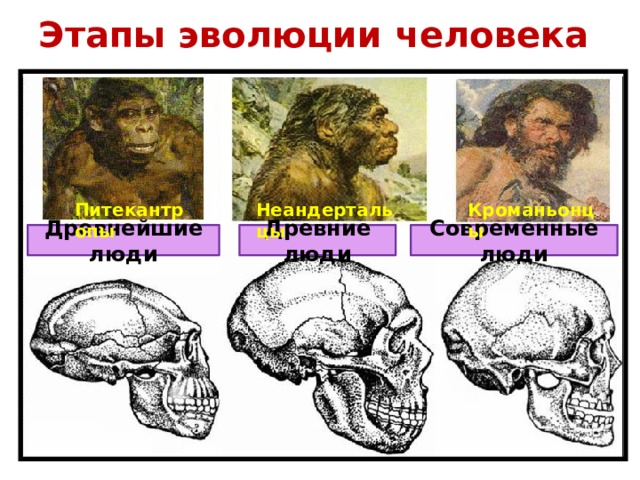 Этапы эволюции человека Питекантропы Неандертальцы Кроманьонцы Древнейшие люди Древние люди Современные люди 