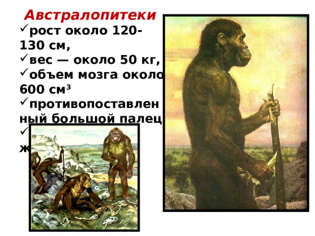 Австралопитеки рост около 120-130 см, вес — около 50 кг, объем мозга около 600 см 3  противопоставленный большой палец стадный образ жизни 