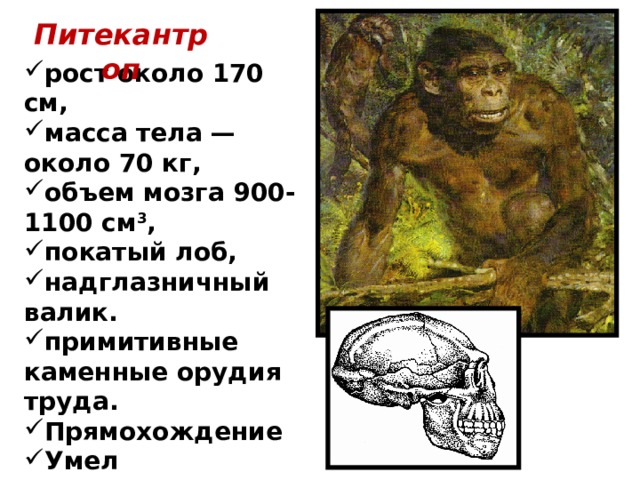 Питекантроп рост около 170 см, масса тела — около 70 кг, объем мозга 900-1100 см 3 , покатый лоб, надглазничный валик. примитивные каменные орудия труда. Прямохождение Умел поддерживать огонь, но не получать его  Речь зачаточная 