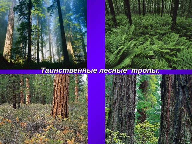 Таинственные лесные тропы. 