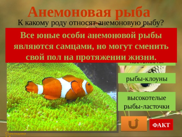 Анемоновая рыба К какому роду относят анемоновую рыбу? Все юные особи анемоновой рыбы являются самцами, но могут сменить свой пол на протяжении жизни. кастаньеты рыбы-клоуны высокотелые рыбы-ласточки ФАКТ Стрельцова Т.А. 