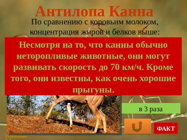 Антилопа Канна По сравнению с коровьим молоком, концентрация жиров и белков выше: Несмотря на то, что канны обычно неторопливые животные, они могут развивать скорость до 70 км/ч. Кроме того, они известны, как очень хорошие прыгуны. в 2 раза на 20% в 3 раза ФАКТ Стрельцова Т.А. 
