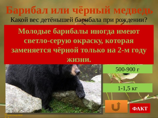 Барибал или чёрный медведь Какой вес детёнышей барибала при рождении? Молодые барибалы иногда имеют светло-серую окраску, которая заменяется чёрной только на 2-м году жизни. 200-450 г 500-900 г 1-1,5 кг ФАКТ Стрельцова Т.А. 