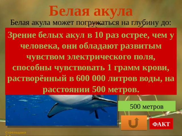 Белая акула Белая акула может погружаться на глубину до: Зрение белых акул в 10 раз острее, чем у человека, они обладают развитым чувством электрического поля, способны чувствовать 1 грамм крови, растворённый в 600 000 литров воды, на расстоянии 500 метров. 1200 метров 900 метров 500 метров ФАКТ Стрельцова Т.А. 