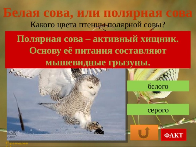 Белая сова, или полярная сова Какого цвета птенцы полярной совы? Полярная сова – активный хищник. Основу её питания составляют мышевидные грызуны. коричневого белого серого ФАКТ Стрельцова Т.А. 