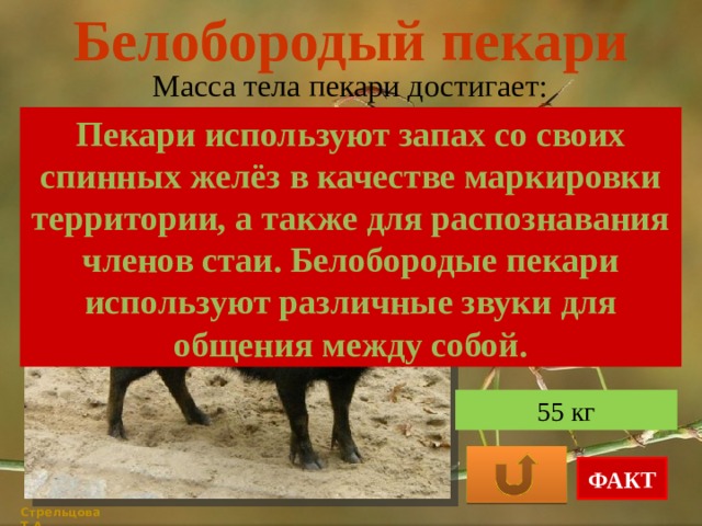 Белобородый пекари Масса тела пекари достигает: Пекари используют запах со своих спинных желёз в качестве маркировки территории, а также для распознавания членов стаи. Белобородые пекари используют различные звуки для общения между собой. 10 кг 40 кг 55 кг ФАКТ Стрельцова Т.А. 