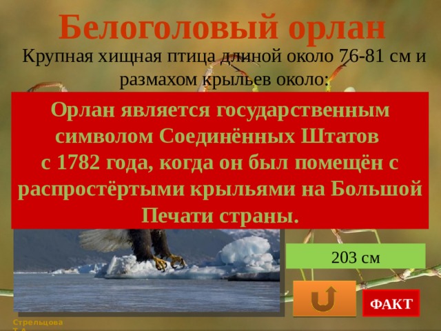 Белоголовый орлан Крупная хищная птица длиной около 76-81 см и размахом крыльев около: Орлан является государственным символом Соединённых Штатов с 1782 года, когда он был помещён с распростёртыми крыльями на Большой Печати страны. 90 см 110 см 203 см ФАКТ Стрельцова Т.А. 