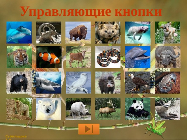 Управляющие кнопки   Стрельцова Т.А. 