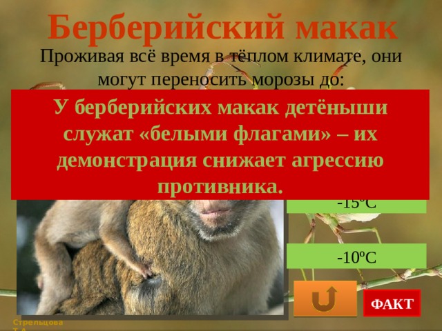 Берберийский макак Проживая всё время в тёплом климате, они могут переносить морозы до: У берберийских макак детёныши служат «белыми флагами» – их демонстрация снижает агрессию противника. -35ºС -15ºС -10ºС ФАКТ Стрельцова Т.А. 