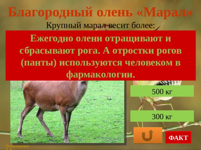 Благородный олень «Марал» Крупный марал весит более: Ежегодно олени отращивают и сбрасывают рога. А отростки рогов (панты) используются человеком в фармакологии. 200 кг 500 кг 300 кг ФАКТ Стрельцова Т.А. 