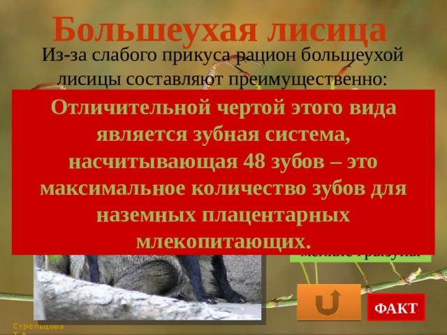 Большеухая лисица Из-за слабого прикуса рацион большеухой лисицы составляют преимущественно: Отличительной чертой этого вида является зубная система, насчитывающая 48 зубов – это максимальное количество зубов для наземных плацентарных млекопитающих. насекомые и их личинки растительная пища мелкие грызуны ФАКТ Стрельцова Т.А. 