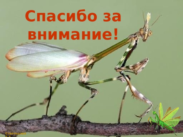 Спасибо за внимание! Стрельцова Т.А. 