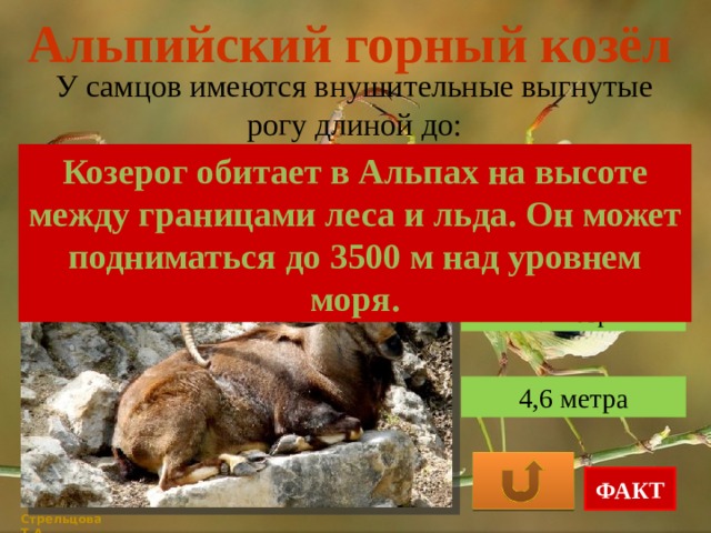 Альпийский горный козёл У самцов имеются внушительные выгнутые рогу длиной до: Козерог обитает в Альпах на высоте между границами леса и льда. Он может подниматься до 3500 м над уровнем моря. 1 метра 3 метр 4,6 метра ФАКТ Стрельцова Т.А. 